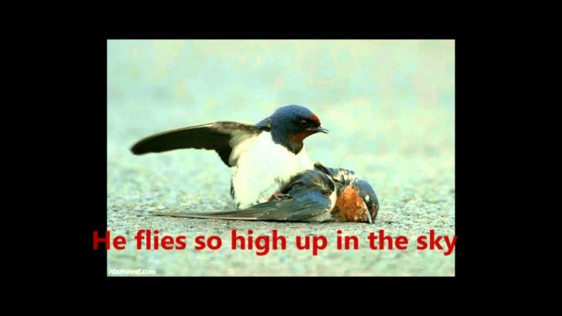 Samples: Marianne Faithfull – This Little Bird (with lyric)