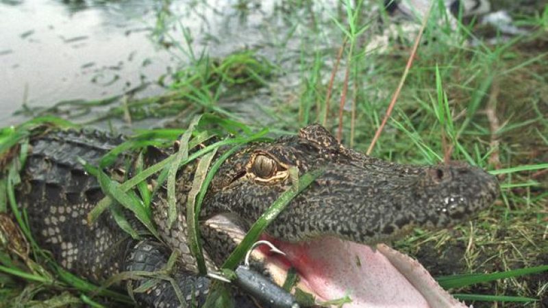 Florida Alligator Crashes Picnic Date, Eats A Block Of Cheese & Bowl Of Guacamole
