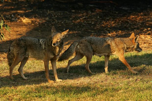 Coyotes Popping Up All Around New York City: Report