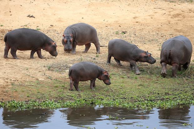 Pablo Escobar’s “Cocaine Hippos” Are Running Rampant In Colombia