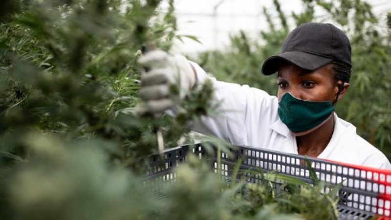 Jamaica Faces A Marijuana Shortage Due To Drought & COVID-19